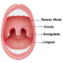 Amigdalectomia